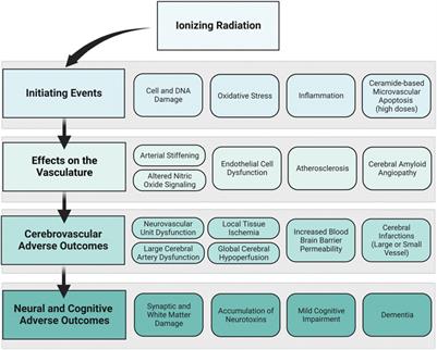 Ionizing radiation, cerebrovascular disease, and consequent dementia: A review and proposed framework relevant to space radiation exposure